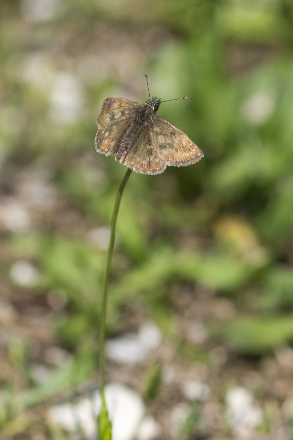 Erynnis tages (Hesperiidae)